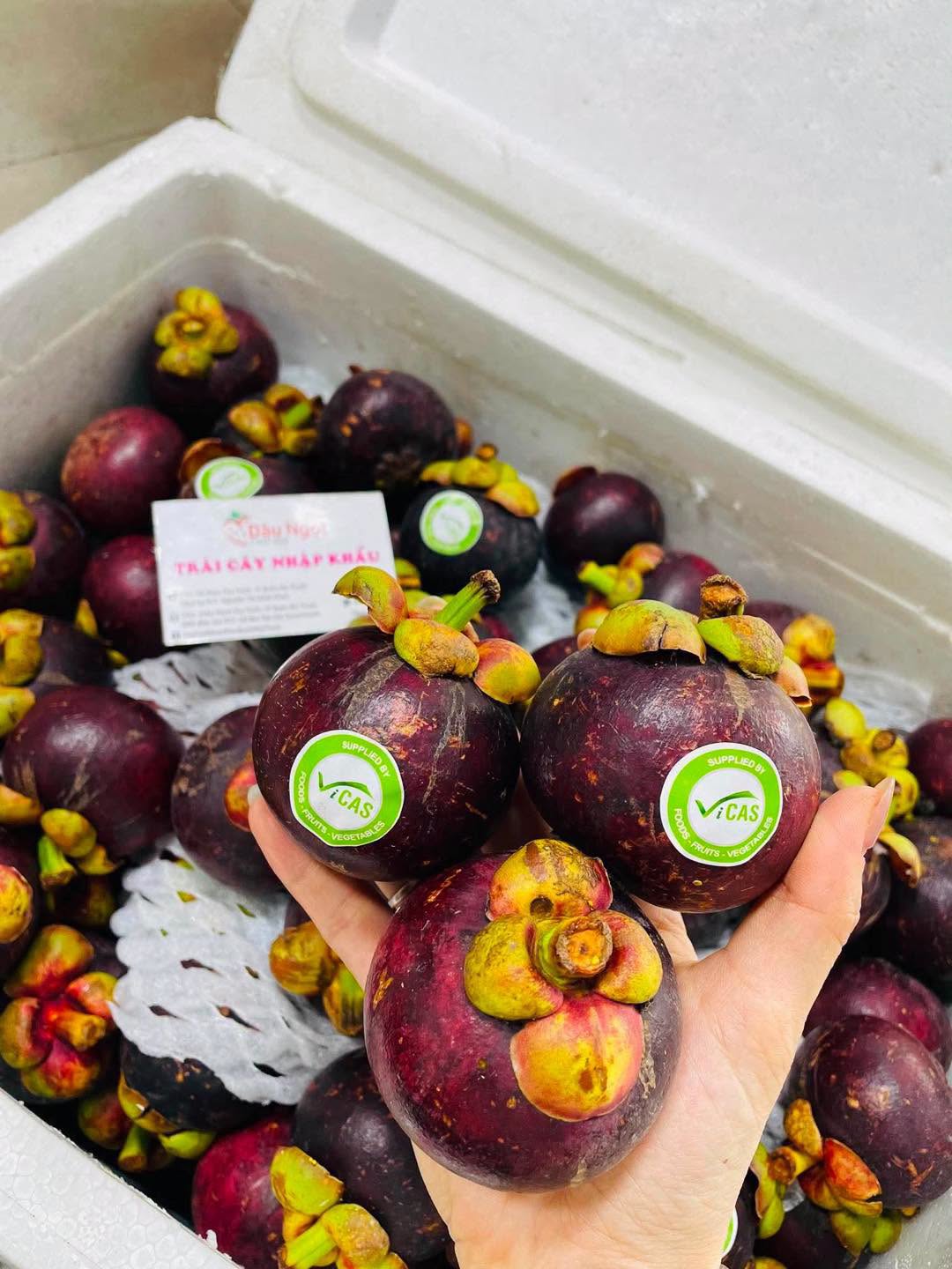 VIETNAMESE HAU GIANG FRESH MANGOSTEEN – SWEET TROPICAL FRUIT FOR WHOLESALE AND EXPORT