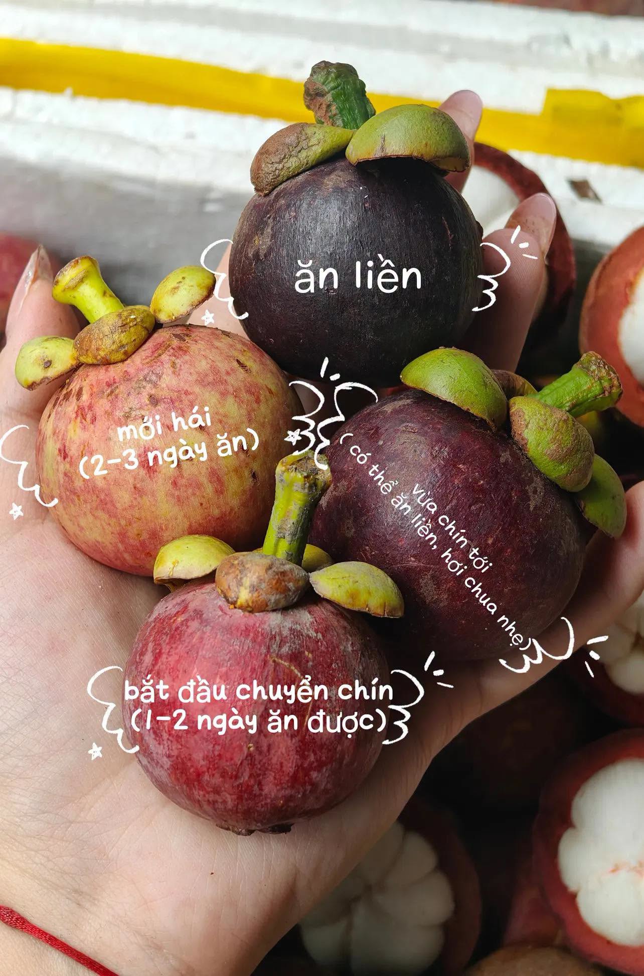 VIETNAMESE HAU GIANG FRESH MANGOSTEEN – SWEET TROPICAL FRUIT FOR WHOLESALE AND EXPORT 3