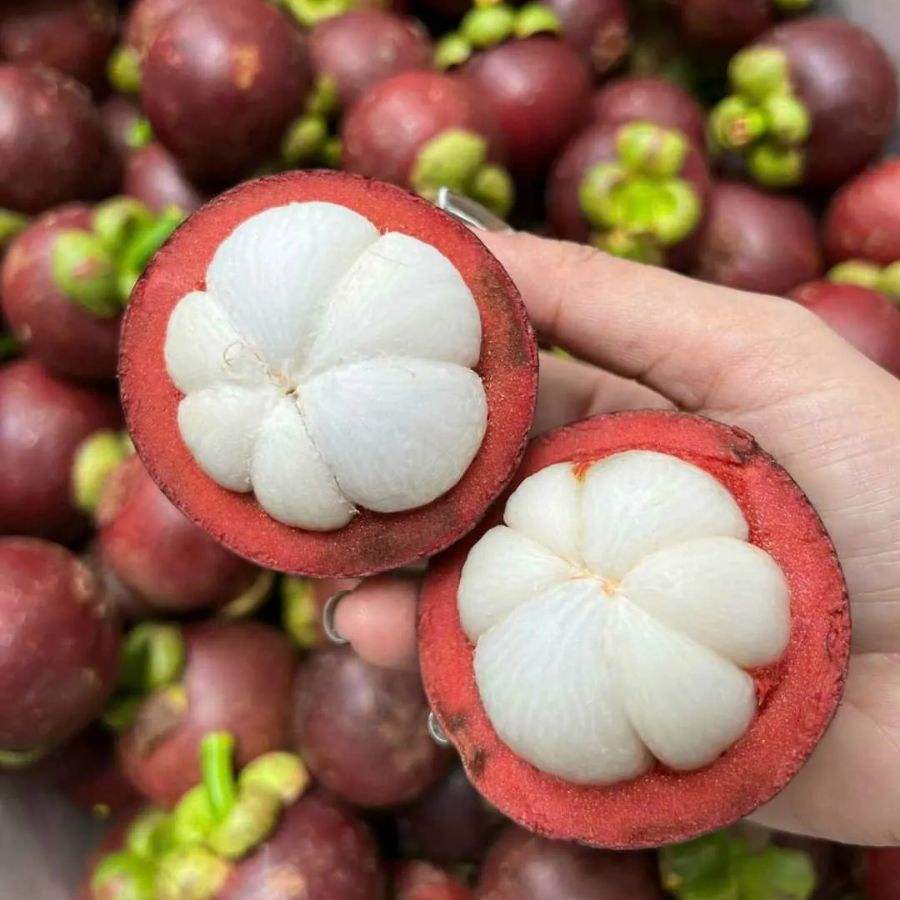 PREMIUM VIETNAMESE FRESH ORGANIC MANGOSTEEN – NATURALLY SWEET TROPICAL FRUIT, PREMIUM PACKAGING, WHOLESALE EXPORT 3