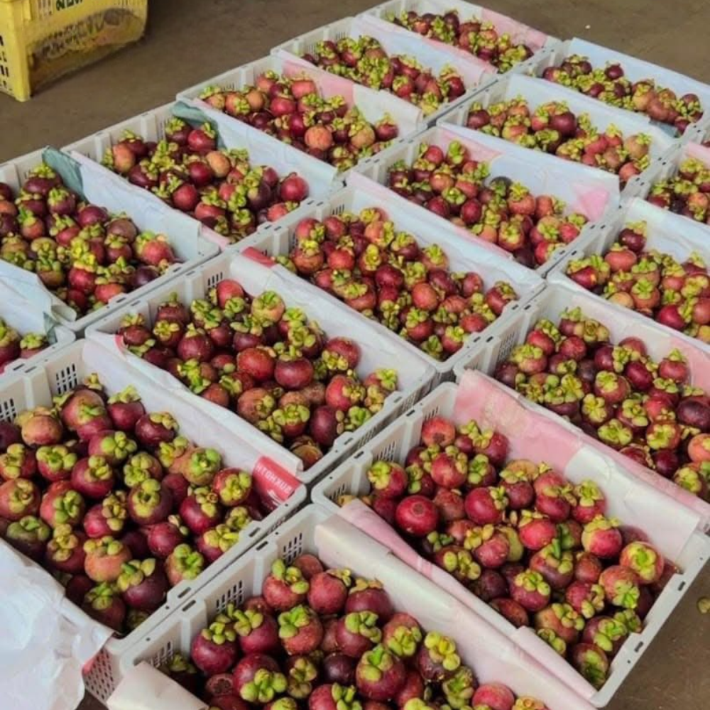 PREMIUM VIETNAMESE FRESH ORGANIC MANGOSTEEN – NATURALLY SWEET TROPICAL FRUIT, PREMIUM PACKAGING, WHOLESALE EXPORT 4