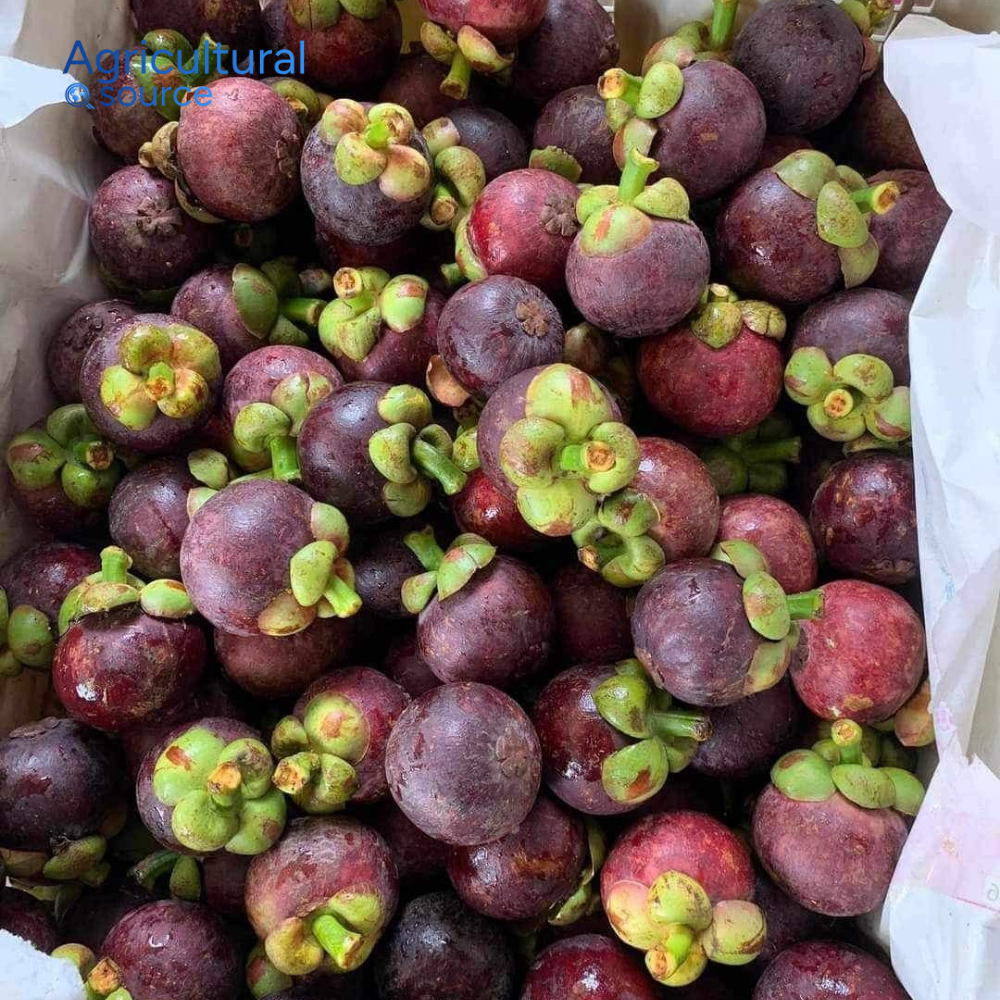 PREMIUM VIETNAMESE PURPLE MANGOSTEEN – FRESH TROPICAL FRUIT, NATURAL SWEETNESS, BULK WHOLESALE EXPORT