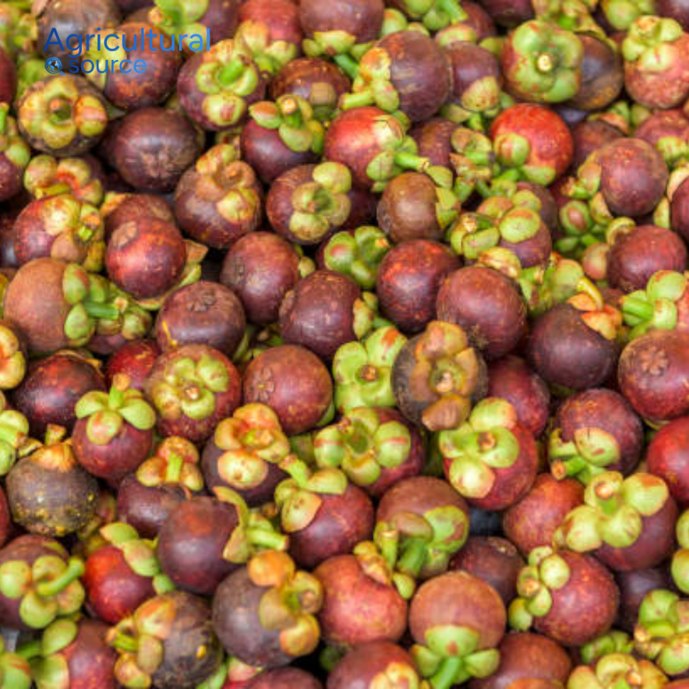 PREMIUM VIETNAMESE PURPLE MANGOSTEEN – FRESH TROPICAL FRUIT, NATURAL SWEETNESS, BULK WHOLESALE EXPORT 3