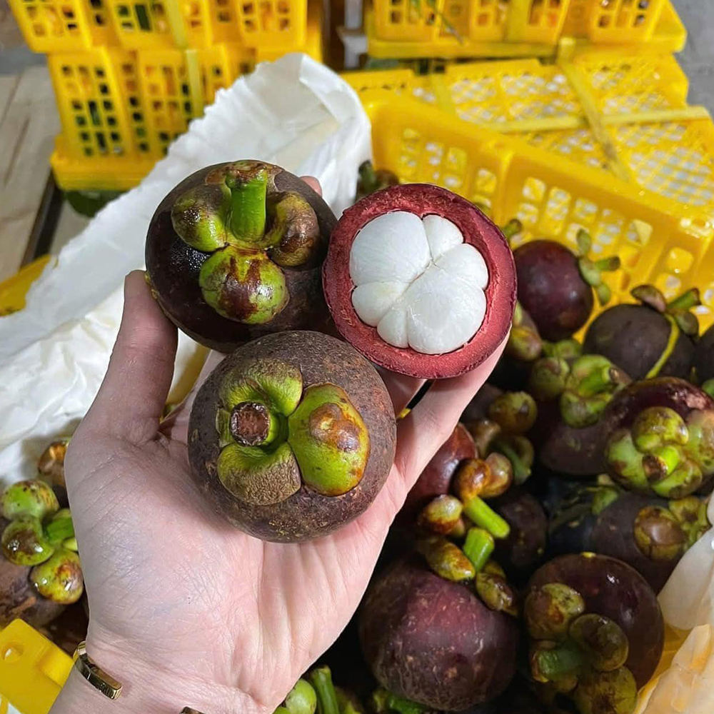 FRESH BINH PHUOC VIETNAMESE MANGOSTEEN – NATURALLY SWEET, 70–90G PER FRUIT, WHOLESALE EXPORT 3