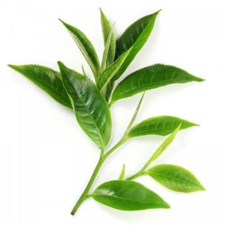VIETNAMESE CALAMANSI HONEY GREEN TEA DRINK 450ML – 24 BOTTLES PER CARTON, OEM & PRIVATE LABEL MANUFACTURER 2