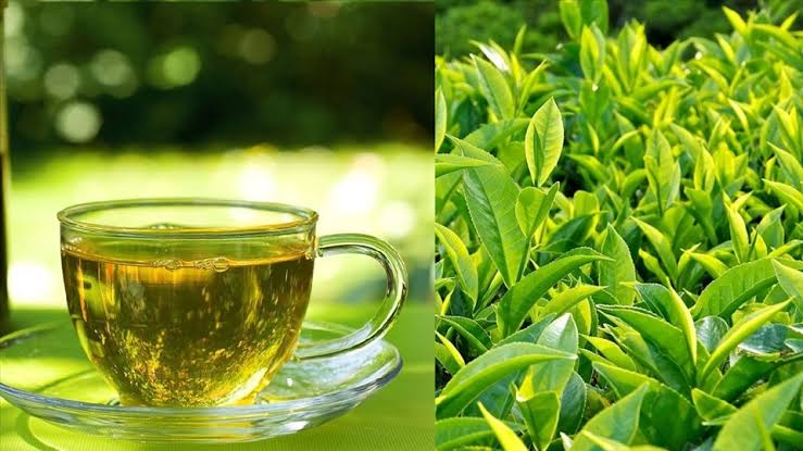 100% NATURAL PURE GREEN TEA – UNSWEETENED, GLUTEN-FREE & VEGAN-FRIENDLY TEA FOR WHOLESALE 4