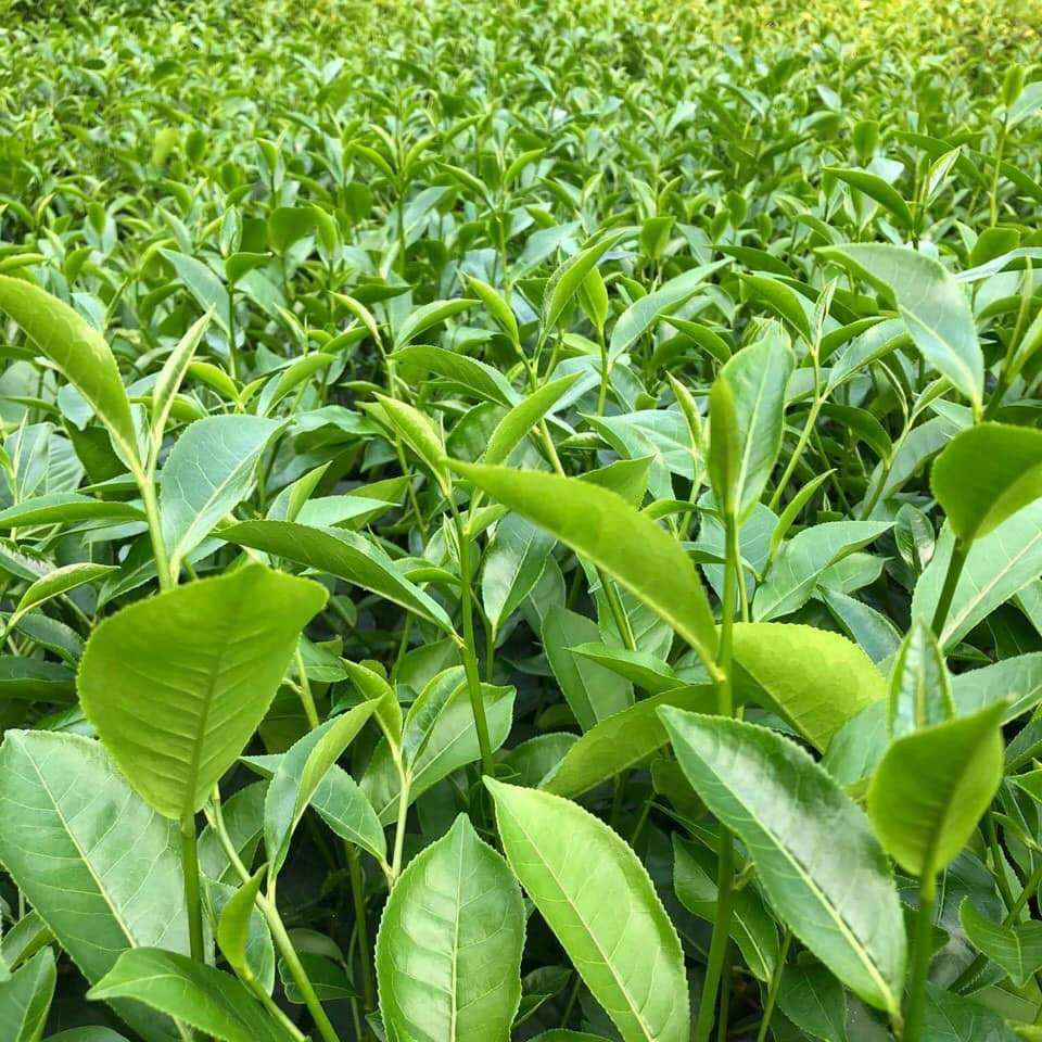 PREMIUM VIETNAMESE GREEN TEA & BLACK TEA – WHOLESALE BULK SUPPLY, EXPORT-READY PACKAGING & COMPETITIVE PRICING 3