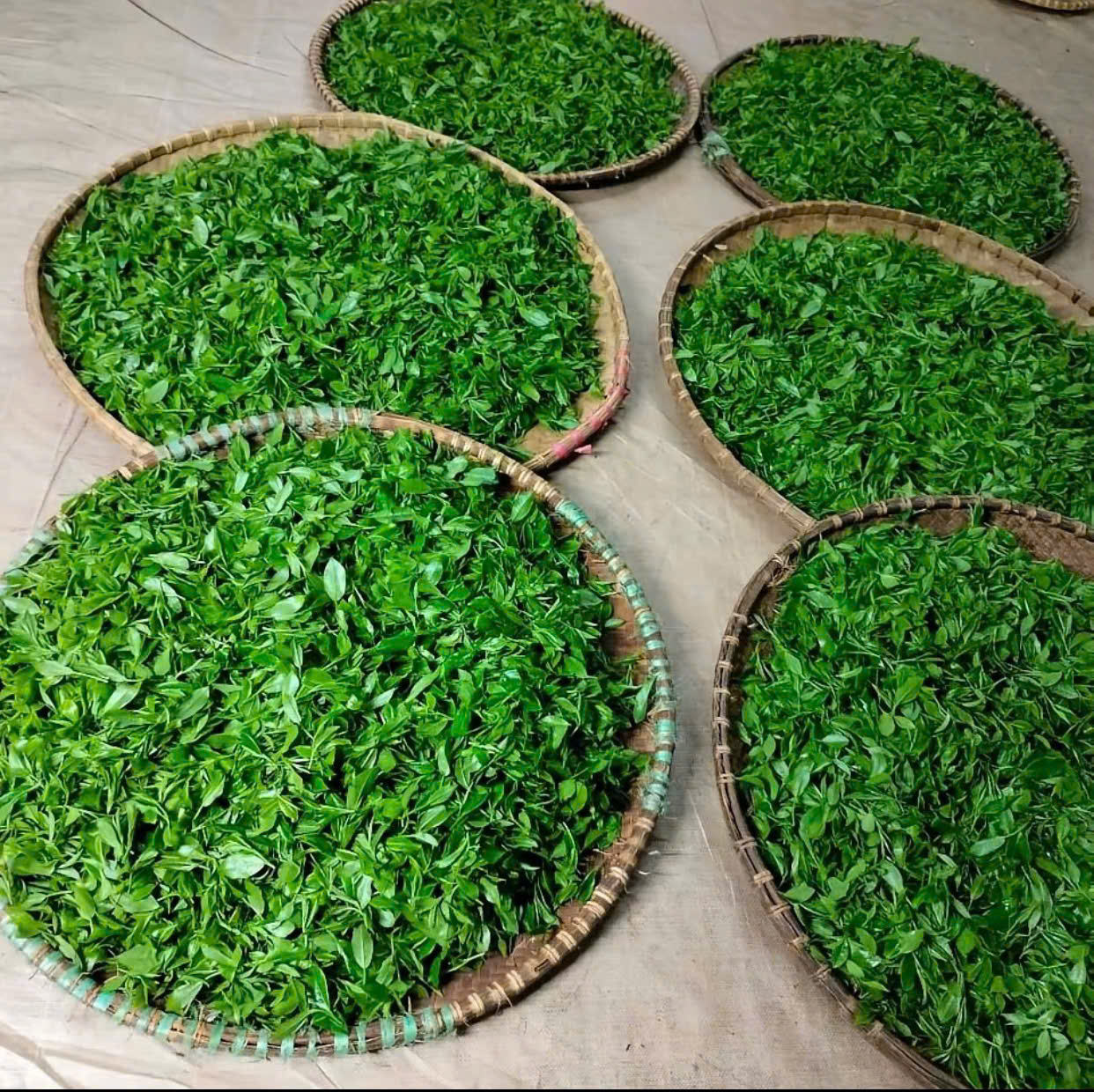 PREMIUM VIETNAMESE PASSION FRUIT GREEN TEA – TROPICAL FRUIT-FLAVORED LOOSE LEAF TEA, WHOLESALE & EXPORT SUPPLIER 3