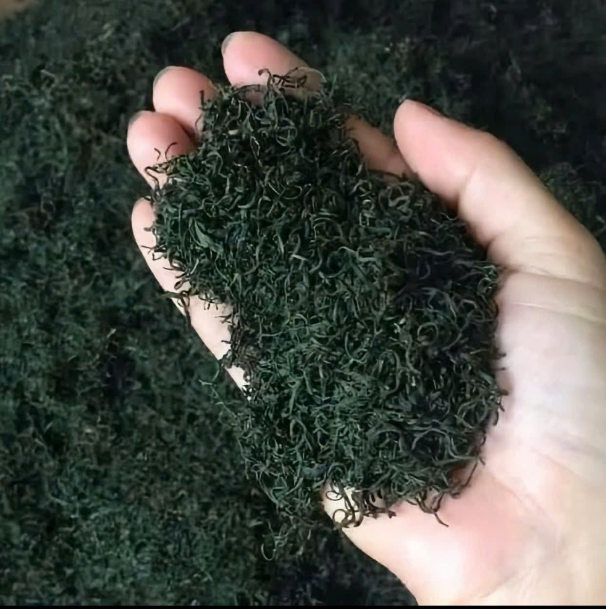 PREMIUM VIETNAMESE PASSION FRUIT GREEN TEA – TROPICAL FRUIT-FLAVORED LOOSE LEAF TEA, WHOLESALE & EXPORT SUPPLIER 4