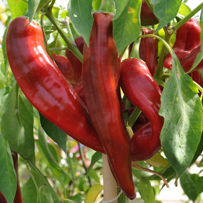 PREMIUM VIETNAMESE FRESH HORN CHILI PEPPERS – WHOLESALE SUPPLY, BULK EXPORT & FRESH PRODUCE DISTRIBUTION 2