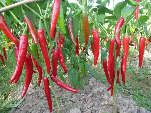 PREMIUM VIETNAMESE FRESH HORN CHILI PEPPERS – WHOLESALE SUPPLY, BULK EXPORT & FRESH PRODUCE DISTRIBUTION 3
