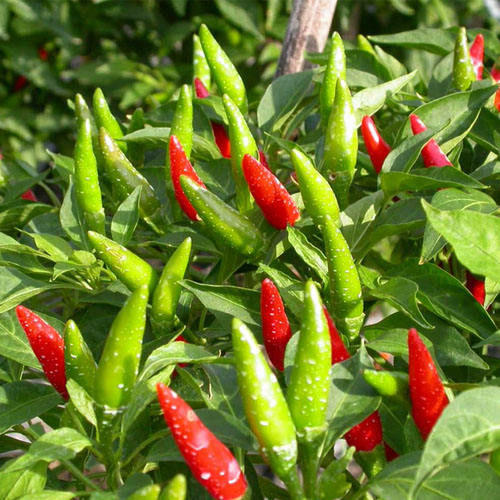 PREMIUM VIETNAMESE FRESH CHILI PEPPERS – WHOLESALE SUPPLY, BULK EXPORT & FRESH PRODUCE DISTRIBUTION