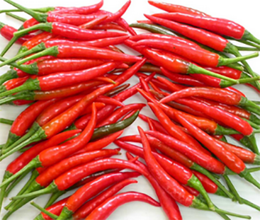 PREMIUM VIETNAMESE FRESH CHILI PEPPERS – WHOLESALE SUPPLY, BULK EXPORT & FRESH PRODUCE DISTRIBUTION 3