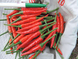 PREMIUM VIETNAMESE FRESH CHILI PEPPERS – WHOLESALE SUPPLY, BULK EXPORT & FRESH PRODUCE DISTRIBUTION 4