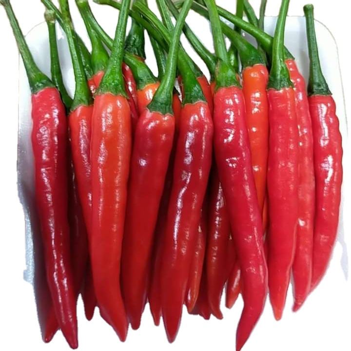 PREMIUM VIETNAMESE FROZEN RED CHILI PEPPERS – HIGH-QUALITY SPICY INGREDIENT, BULK WHOLESALE & EXPORT SUPPLIER