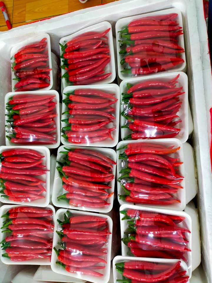 PREMIUM VIETNAMESE FROZEN RED CHILI PEPPERS – HIGH-QUALITY SPICY INGREDIENT, BULK WHOLESALE & EXPORT SUPPLIER 3