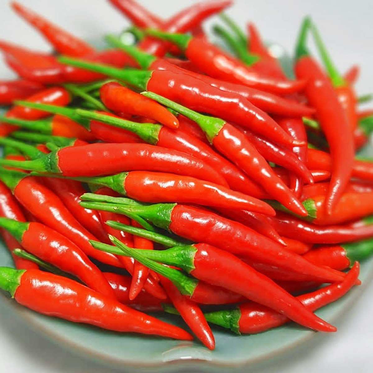 VIETNAMESE F1 HYBRID CHILI PEPPER SEEDS – WHOLESALE AGRICULTURAL SEEDS FOR GLOBAL IMPORTERS