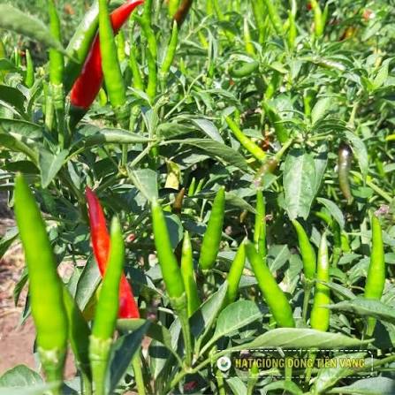 VIETNAMESE F1 HYBRID CHILI PEPPER SEEDS – WHOLESALE AGRICULTURAL SEEDS FOR GLOBAL IMPORTERS 2