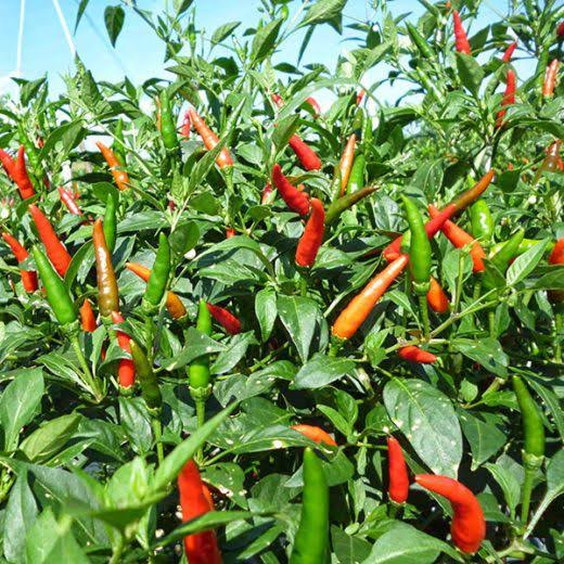 VIETNAMESE F1 HYBRID CHILI PEPPER SEEDS – WHOLESALE AGRICULTURAL SEEDS FOR GLOBAL IMPORTERS 3