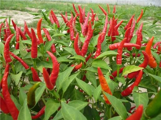 VIETNAMESE F1 HYBRID CHILI PEPPER SEEDS – WHOLESALE AGRICULTURAL SEEDS FOR GLOBAL IMPORTERS 4