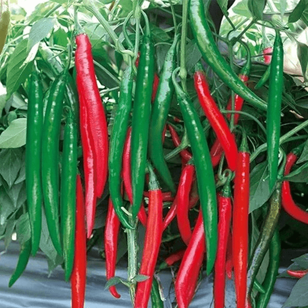 VIETNAMESE CHI CHI DIA CHILI PEPPERS – WHOLESALE AGRICULTURAL SEEDS AND FRESH PRODUCE FOR GLOBAL BUYERS