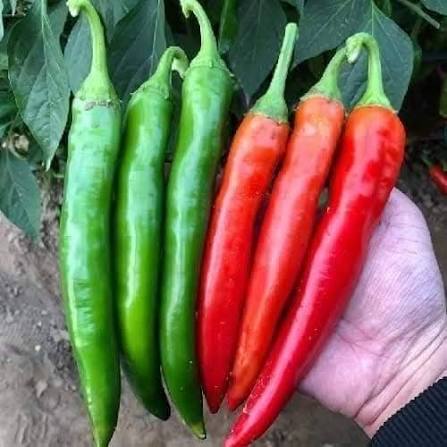 VIETNAMESE CHI CHI DIA CHILI PEPPERS – WHOLESALE AGRICULTURAL SEEDS AND FRESH PRODUCE FOR GLOBAL BUYERS 2