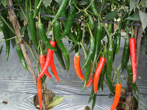 VIETNAMESE CHI CHI DIA CHILI PEPPERS – WHOLESALE AGRICULTURAL SEEDS AND FRESH PRODUCE FOR GLOBAL BUYERS 3