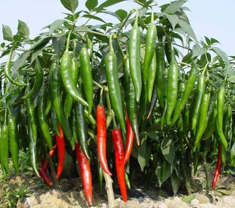 VIETNAMESE CHI CHI DIA CHILI PEPPERS – WHOLESALE AGRICULTURAL SEEDS AND FRESH PRODUCE FOR GLOBAL BUYERS 4
