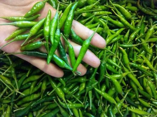 PREMIUM VIETNAMESE GREEN BIRD'S EYE CHILI – FRESH WHOLESALE SUPPLY FOR GLOBAL IMPORTERS 3