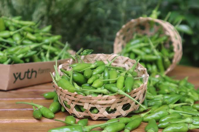 PREMIUM VIETNAMESE GREEN BIRD'S EYE CHILI – FRESH WHOLESALE SUPPLY FOR ...