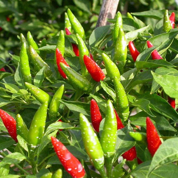 PREMIUM VIETNAMESE BIRD'S EYE CHILI – WHOLESALE EXPORT FOR FOOD PROCESSORS AND GLOBAL IMPORTERS