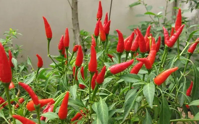 PREMIUM VIETNAMESE BIRD'S EYE CHILI – WHOLESALE EXPORT FOR FOOD PROCESSORS AND GLOBAL IMPORTERS 2