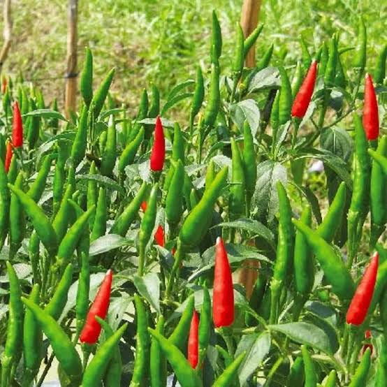 PREMIUM VIETNAMESE BIRD'S EYE CHILI – WHOLESALE EXPORT FOR FOOD PROCESSORS AND GLOBAL IMPORTERS 3