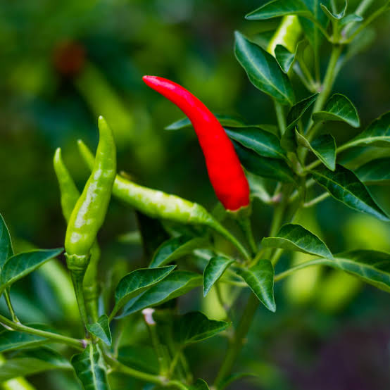 PREMIUM VIETNAMESE BIRD'S EYE CHILI – WHOLESALE EXPORT FOR FOOD PROCESSORS AND GLOBAL IMPORTERS 4