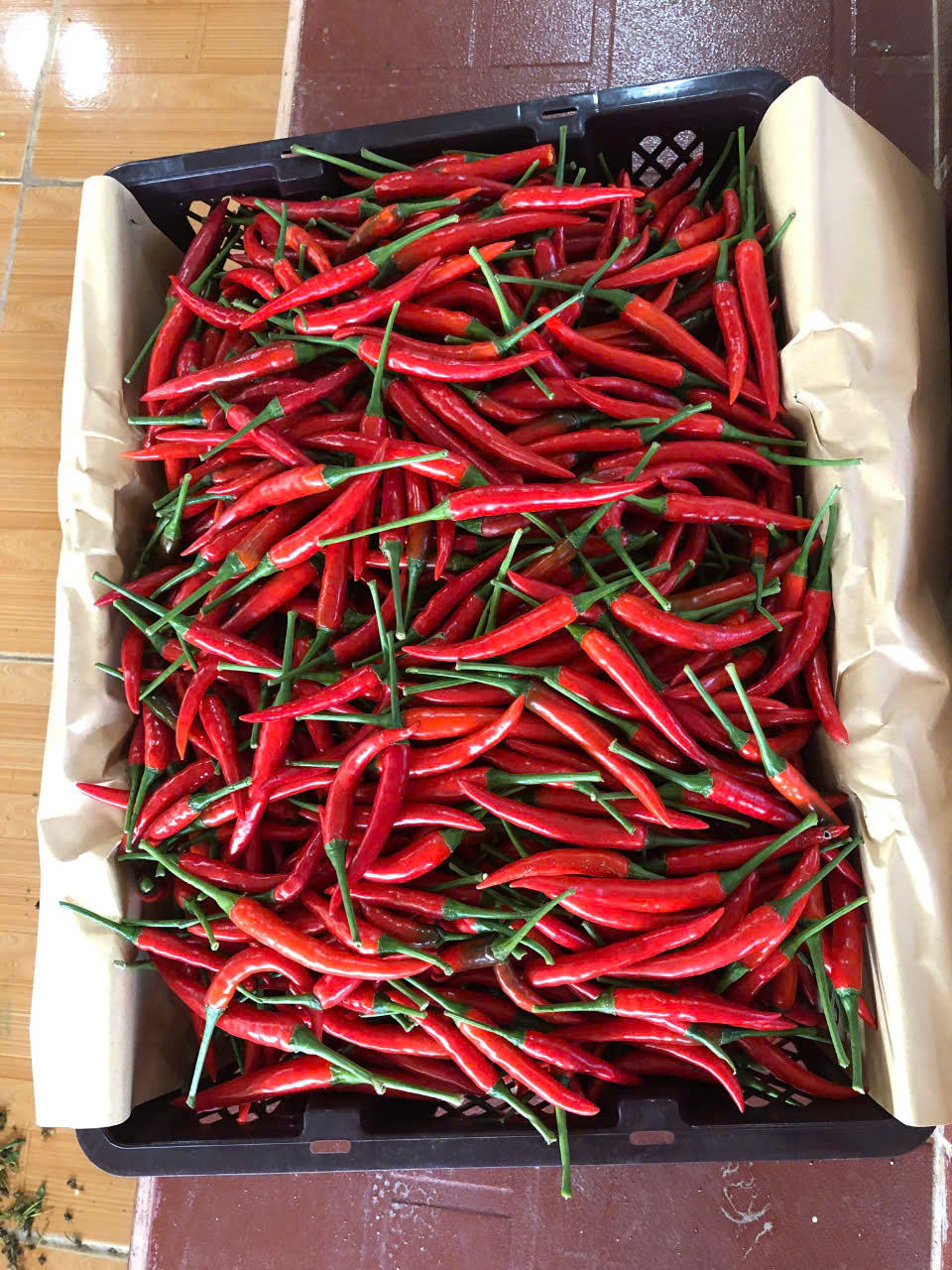 PREMIUM VIETNAMESE WHOLE RED FRESH CHILI PEPPERS – FACTORY DIRECT WHOLESALE & GLOBAL EXPORT 4