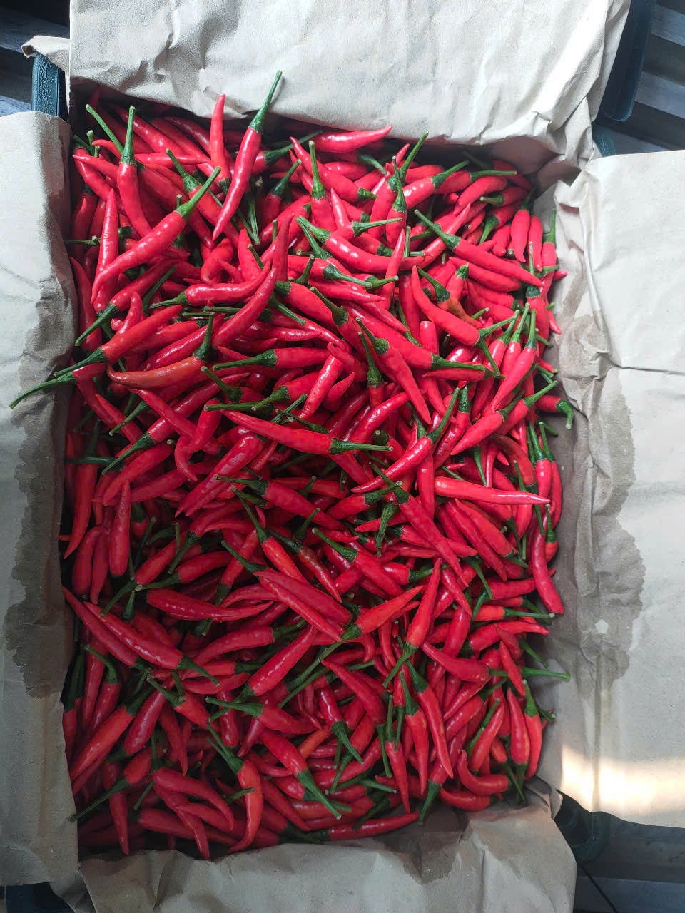 PREMIUM VIETNAMESE FRESH RED CHILI PEPPERS – READY-TO-PROCESS INGREDIENTS FOR WHOLESALE EXPORT 2