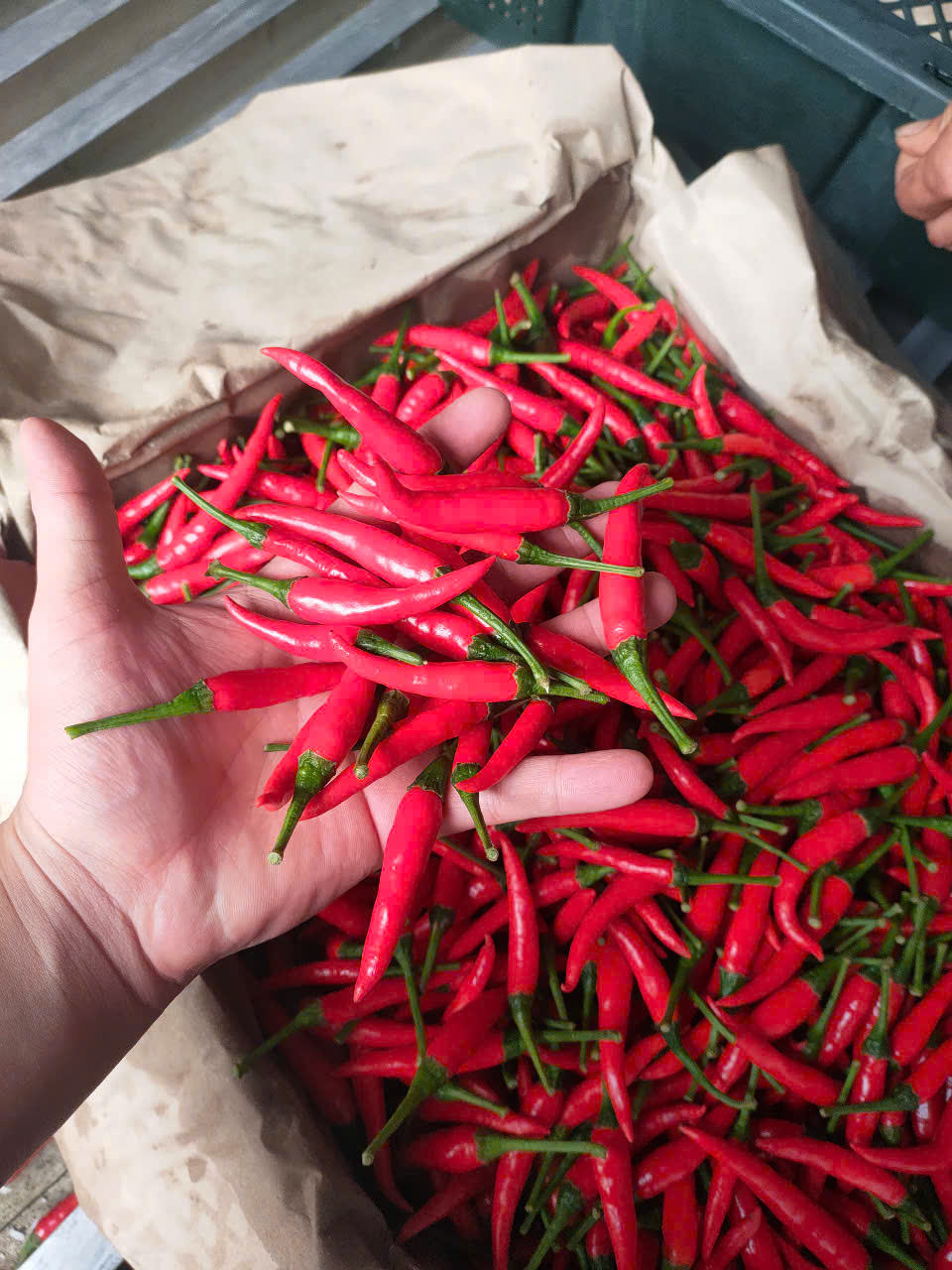 PREMIUM VIETNAMESE FRESH RED CHILI PEPPERS – READY-TO-PROCESS INGREDIENTS FOR WHOLESALE EXPORT 3