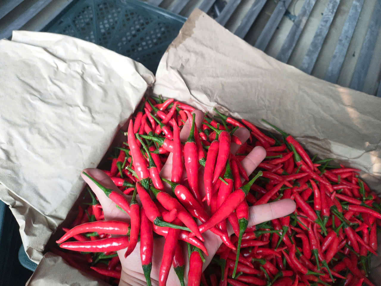 PREMIUM VIETNAMESE FRESH RED CHILI PEPPERS – READY-TO-PROCESS INGREDIENTS FOR WHOLESALE EXPORT 4