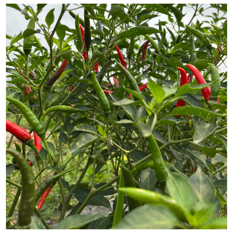 VIETNAMESE FRESH WHOLE CHILI PEPPERS – 30KG BULK BAGS FOR FOOD, BEVERAGE, SPICE & HERB INDUSTRIES 2