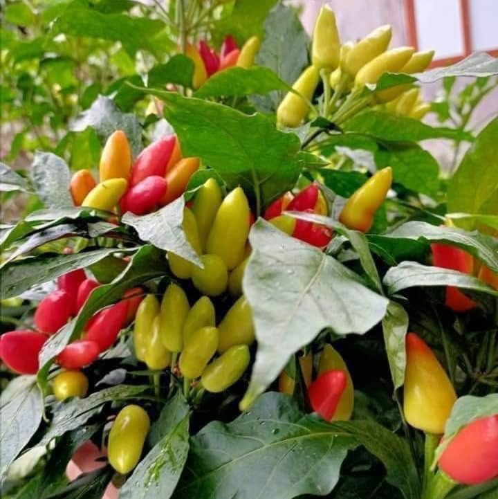 VIETNAMESE THAI CHILI PEPPERS – SPICY CHILI FOR WHOLESALE EXPORT AND GLOBAL FOOD INDUSTRY BUYERS