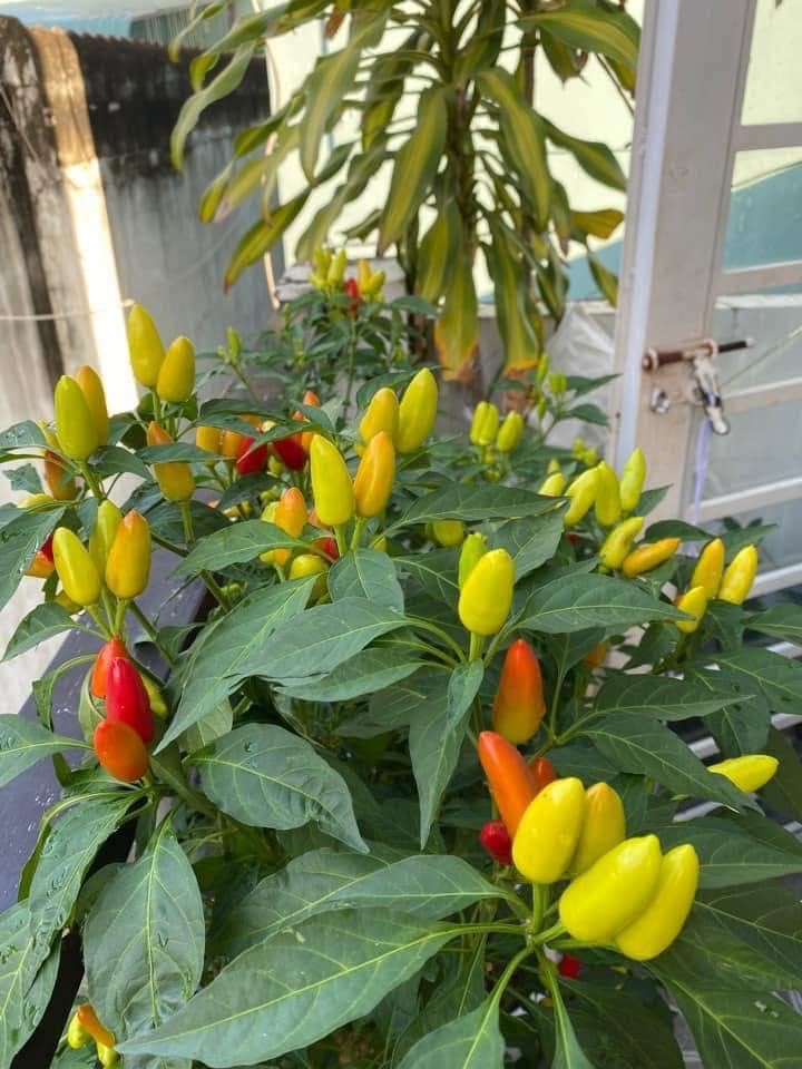 VIETNAMESE THAI CHILI PEPPERS – SPICY CHILI FOR WHOLESALE EXPORT AND GLOBAL FOOD INDUSTRY BUYERS 3