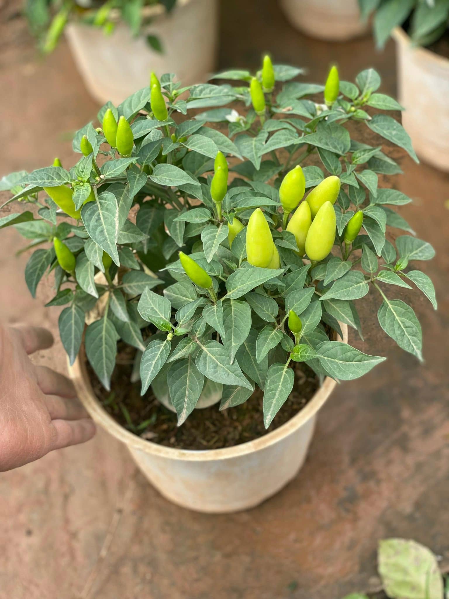 VIETNAMESE THAI CHILI PEPPERS – SPICY CHILI FOR WHOLESALE EXPORT AND GLOBAL FOOD INDUSTRY BUYERS 4
