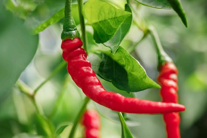 PREMIUM VIETNAMESE CAYENNE CHILI PEPPERS – WHOLESALE EXPORT FOR GLOBAL FOOD MANUFACTURERS 3