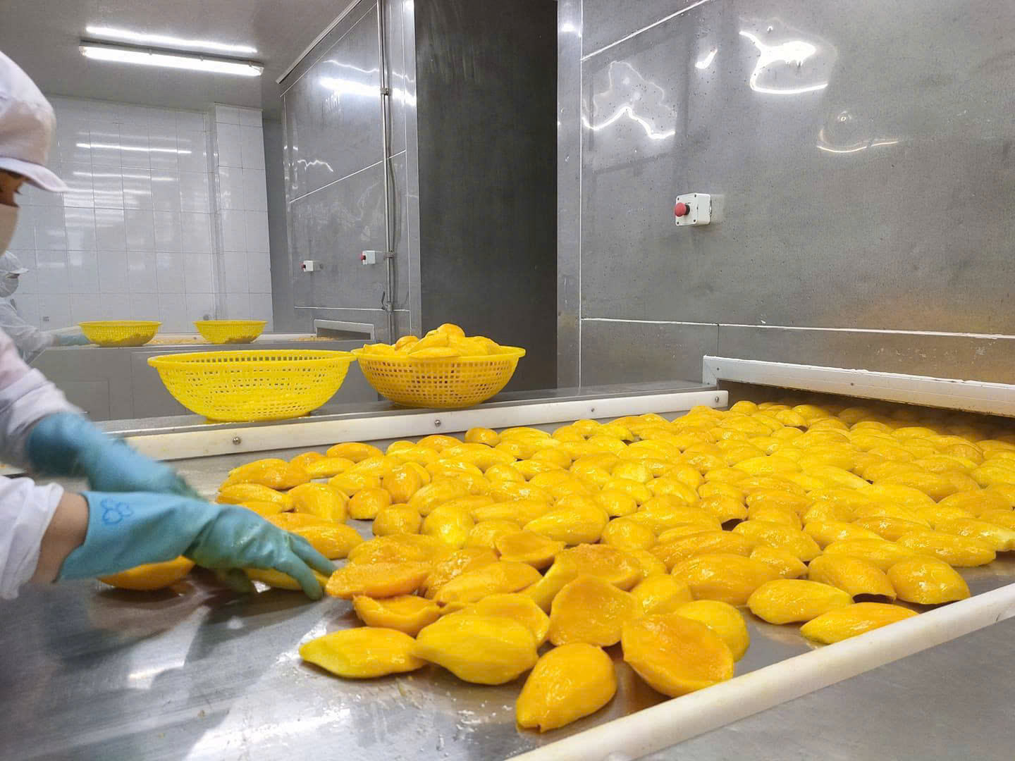 VIETNAMESE FROZEN ORGANIC MANGO – IQF WHOLESALE EXPORT & BULK SUPPLY 3