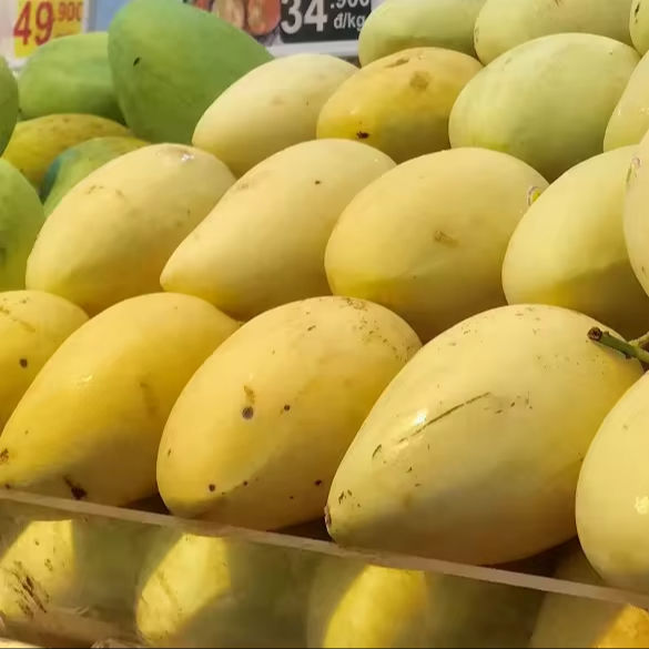 VIETNAMESE MANGO WHOLESALE – DIRECT FACTORY SUPPLY FOR INTERNATIONAL EXPORT
