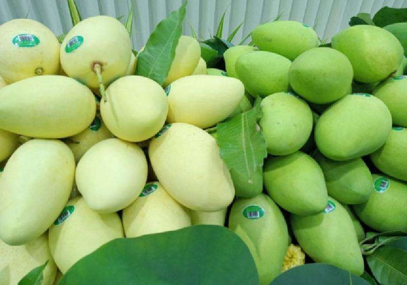 VIETNAMESE MANGO WHOLESALE – DIRECT FACTORY SUPPLY FOR INTERNATIONAL EXPORT 2