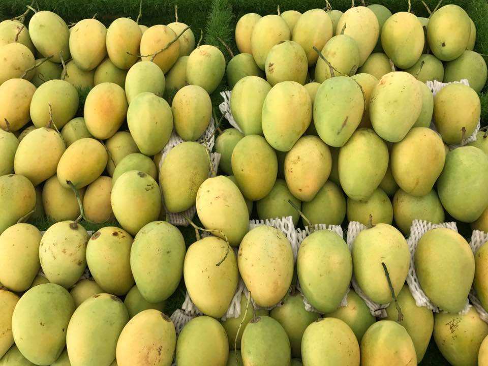 VIETNAMESE FRESH MANGO – NATURALLY SWEET FLAVOR, COMPETITIVE WHOLESALE PRICES & EXPORT SUPPLY 2