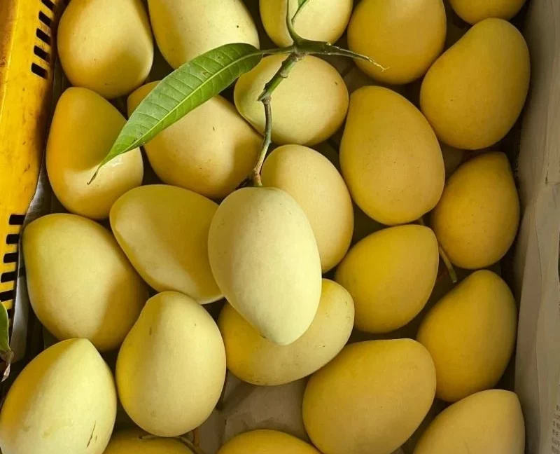 VIETNAMESE FRESH MANGO – NATURALLY SWEET FLAVOR, COMPETITIVE WHOLESALE PRICES & EXPORT SUPPLY 3
