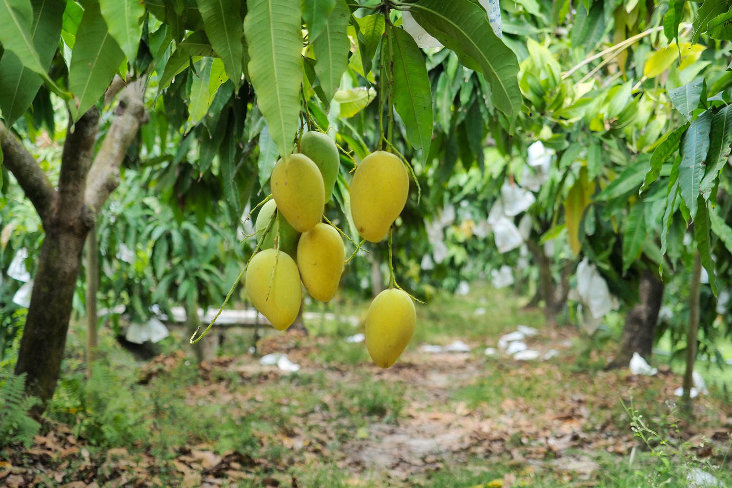 VIETNAMESE FRESH MANGO – NATURALLY SWEET FLAVOR, COMPETITIVE WHOLESALE PRICES & EXPORT SUPPLY 4