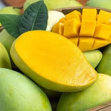 VIETNAMESE CAT HOA LOC MANGO – MANGO KING PREMIUM VARIETY FOR WHOLESALE EXPORT 4