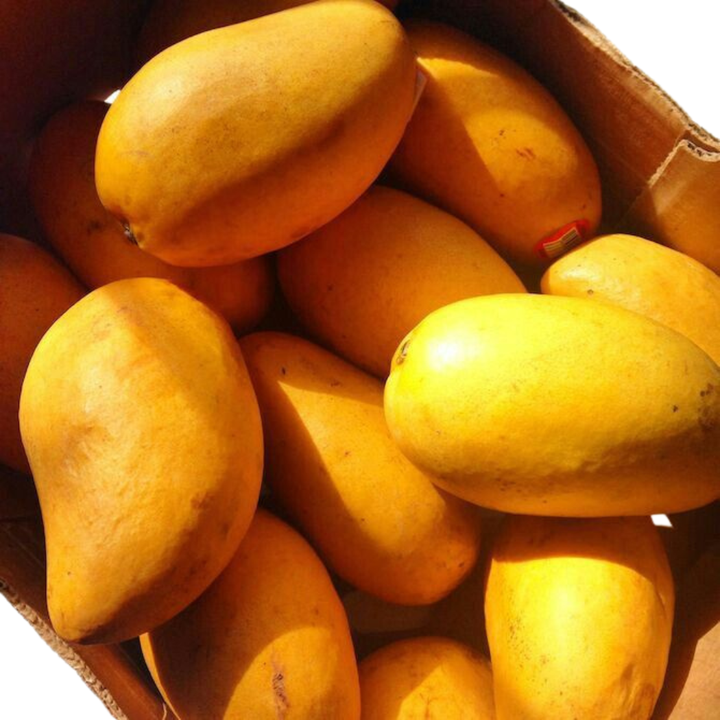 VIETNAMESE FRESH MANGO – 45-DAY SHELF LIFE, EXPORT CARTON PACKAGING & WHOLESALE SUPPLY 3